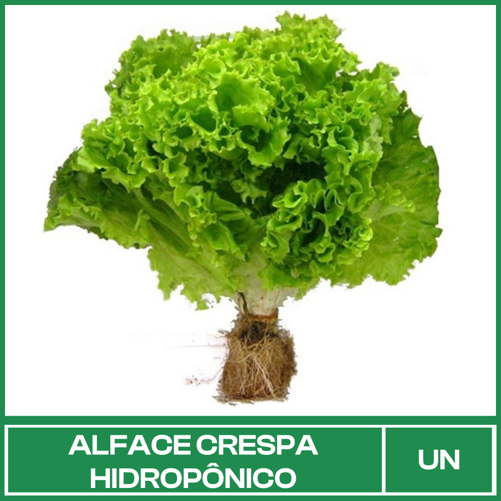 Alface Crespa Hidropônico