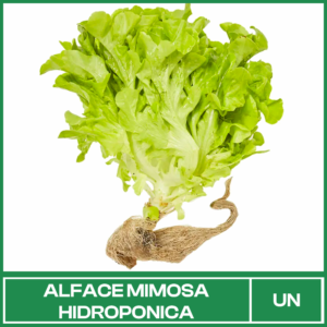Alface Mimosa Hidropônica Maço