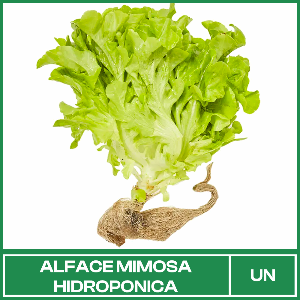 Alface Mimosa Hidropônica Maço